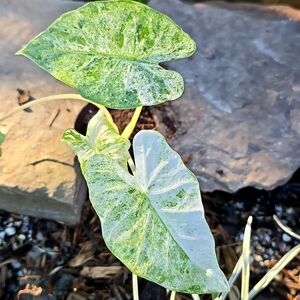 Alocasia Odora Batik